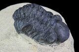 Bargain, Reedops Trilobite Fossil - Good Eye Facets #68658-3